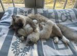 Chocolate's October litter - Ragdoll Kitten For Sale - 