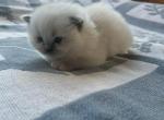 Vanilla - Ragdoll Kitten For Sale - 