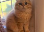 STELIOS - Highlander Kitten For Sale - 