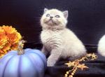 Mink Male PEDIGREEd     HOME RAISED NOT A BROKER - Scottish Straight Kitten For Sale - East Matunuck&comma; RI&comma; US