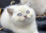 Mink Blue Eye     HOME Rasied        NOT A BROKER - Scottish Straight Kitten For Sale - 