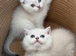 Luna Blue Eye Home Rasied  NOT A BROKER - Scottish Straight Kitten For Sale - 