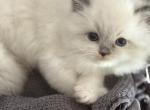 Ragdoll floppy cats - Ragdoll Kitten For Sale - 