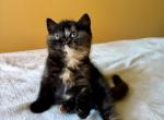 Hawaii - Scottish Straight Kitten For Sale - MA&comma; US