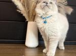 Turquoise Collar - Ragdoll Kitten For Sale - Meadville&comma; PA&comma; US
