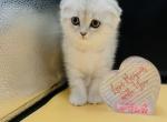 Mila - Scottish Fold Kitten For Sale - 