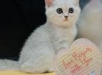 Leo - Scottish Straight Kitten For Sale - 