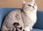 Meli - Munchkin Cat For Sale/Retired Breeding - Temecula&comma; CA&comma; US
