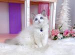 R085 - Ragdoll Kitten For Sale - Los Angeles&comma; CA&comma; US