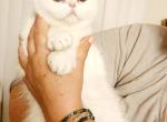 Scottish fold chinchilla Princess - Scottish Fold Kitten For Sale - Newcastle&comma; WA&comma; US