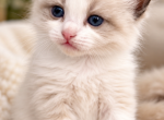 Mason - Ragdoll Kitten For Sale - 