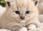 Blu - Ragdoll Kitten For Sale - 