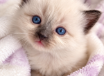 Luna - Ragdoll Kitten For Sale - 