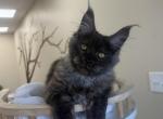 Walli - Maine Coon Kitten For Sale - Grayslake&comma; IL&comma; US