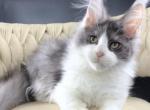 Craft - Maine Coon Kitten For Sale - 