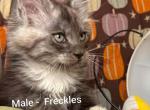 Maine Coon babies - Maine Coon Kitten For Sale - IA&comma; US