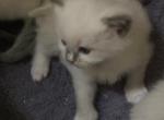 Cherish - Ragdoll Kitten For Sale - Howell&comma; MI&comma; US