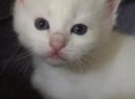 Coty - Ragdoll Kitten For Sale - Howell&comma; MI&comma; US