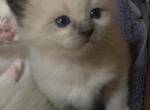 Stetson - Ragdoll Kitten For Sale - Howell&comma; MI&comma; US