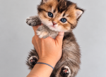 Scottish Straight cute female - Scottish Straight Kitten For Sale - Orlando&comma; FL&comma; US