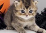 Longhair kitten Scottish Straight - Scottish Straight Kitten For Sale - Orlando&comma; FL&comma; US