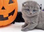 Scottish Fold male Blue - Scottish Fold Kitten For Sale - Orlando&comma; FL&comma; US