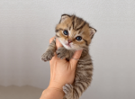 golden tabby Scottish Fold - Scottish Fold Kitten For Sale - Orlando&comma; FL&comma; US