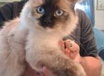 Mazie tortie ragdoll - Ragdoll Kitten For Sale - IN&comma; US