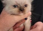 Ragdoll girl - Ragdoll Kitten For Sale - IN&comma; US