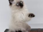 Jasper - Ragdoll Kitten For Sale - 