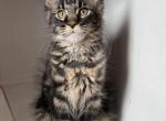 Maine Coon Kittens - Maine Coon Kitten For Sale - 