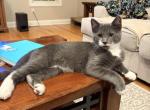Max - Domestic Kitten For Sale - 