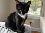 Bella - Domestic Kitten For Sale - 