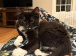 Dan - Domestic Kitten For Sale - 