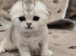 Bellas Babies 1 - Scottish Fold Kitten For Sale - 