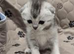 Bella's Babies 3 - Scottish Fold Kitten For Sale - 
