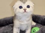 Bella's Babies 4 - Scottish Fold Kitten For Sale - Grove City&comma; OH&comma; US