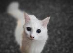 Sandy - Munchkin Cat For Sale - Houston&comma; TX&comma; US