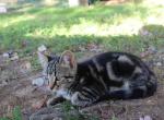 Thunder - Domestic Kitten For Sale - Brooks Cross Roads&comma; NC&comma; US