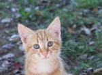 Sunset - Domestic Kitten For Sale - 