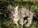 Foggy - Domestic Kitten For Sale - 