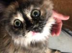 Cinco - Ragdoll Kitten For Sale - Howell&comma; MI&comma; US