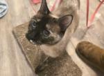Seal tortie female - Siamese Cat For Sale - Deer Park&comma; IL&comma; US