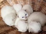 Luna and Apollo litter - Ragdoll Kitten For Sale - Detroit Lakes&comma; MN&comma; US