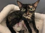 Mystic - Devon Rex Cat For Sale/Retired Breeding - Mocksville&comma; NC&comma; US