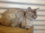 Kirby - Devon Rex Cat For Sale - Mocksville&comma; NC&comma; US