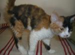 Holly - Devon Rex Cat For Sale/Retired Breeding - Mocksville&comma; NC&comma; US