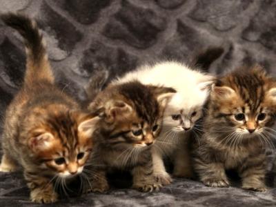 RomanovCats Siberians - Cat Breeder - Ashburn&comma; VA&comma; US