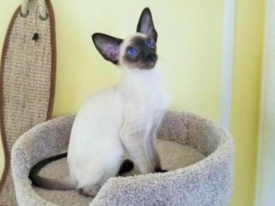 MISCHA - Cat Breeder - MI&comma; US