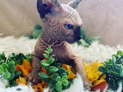 Bastet - Cat Breeder - Lancaster, CA, US Bastet - Cat Breeder - Lancaster, CA, US